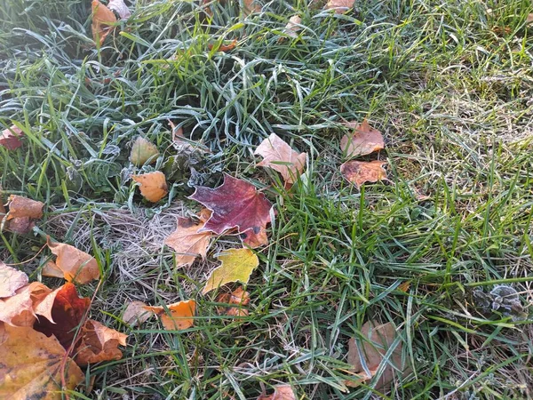 Bevroren Gevallen Bladeren Het Gras Uitzicht — Stockfoto