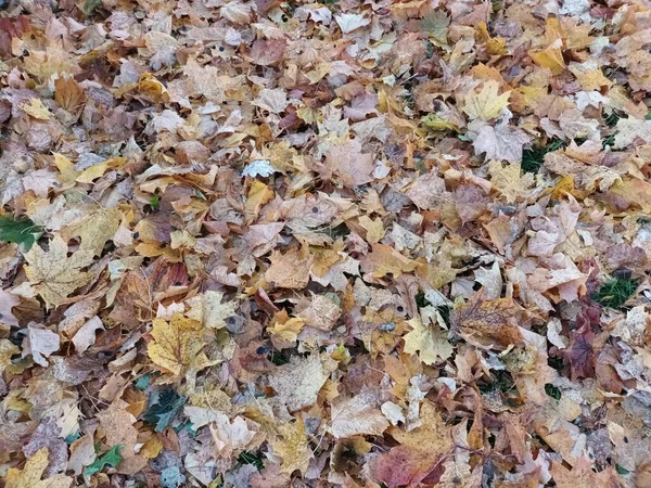 Feuilles Gelées Tombées Sur Vue Herbe — Photo