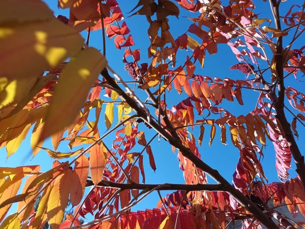 Alberi Autunnali Concetto Sfondo Naturale — Foto Stock