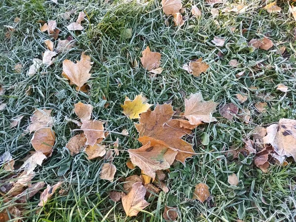 Feuilles Gelées Tombées Sur Vue Herbe — Photo