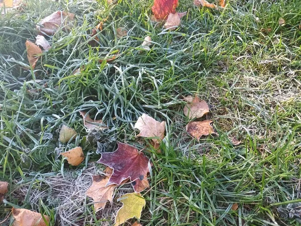 Feuilles Gelées Tombées Sur Vue Herbe — Photo