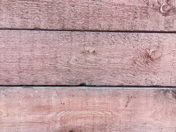 나무늘보 — 스톡 사진