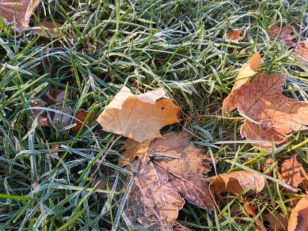 Заморожене Опале Листя Траві — стокове фото