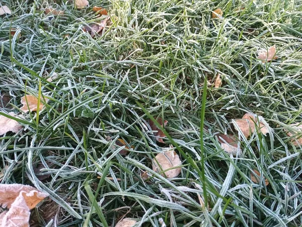 Feuilles Gelées Tombées Sur Vue Herbe — Photo