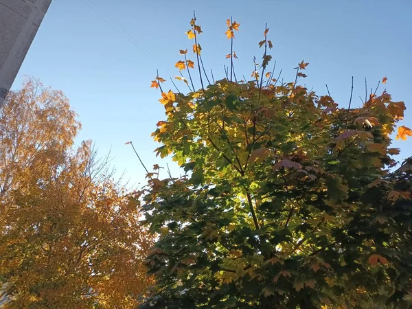 Árboles Otoño Concepto Fondo Naturaleza — Foto de Stock