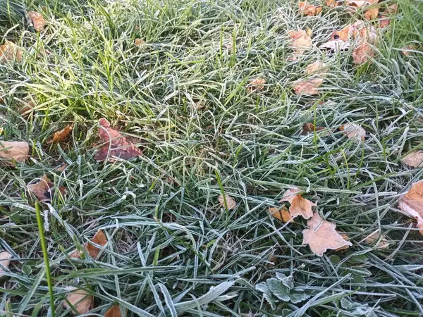Bevroren Gevallen Bladeren Het Gras Uitzicht — Stockfoto
