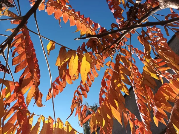 Árvores Outono Conceito Fundo Natureza — Fotografia de Stock