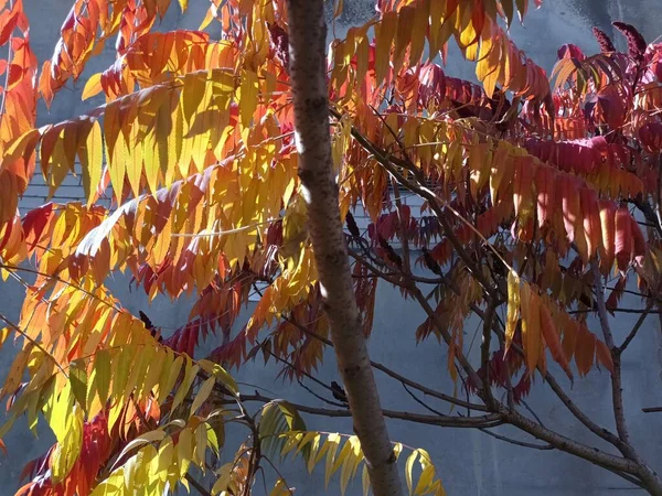 Autumn Trees Nature Background Concept — Stock Photo, Image