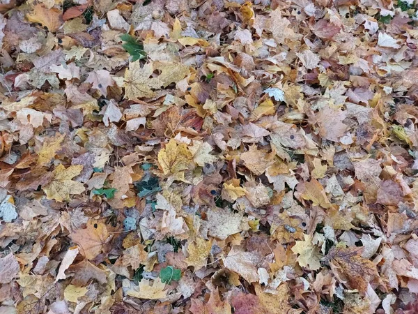 Feuilles Gelées Tombées Sur Vue Herbe — Photo