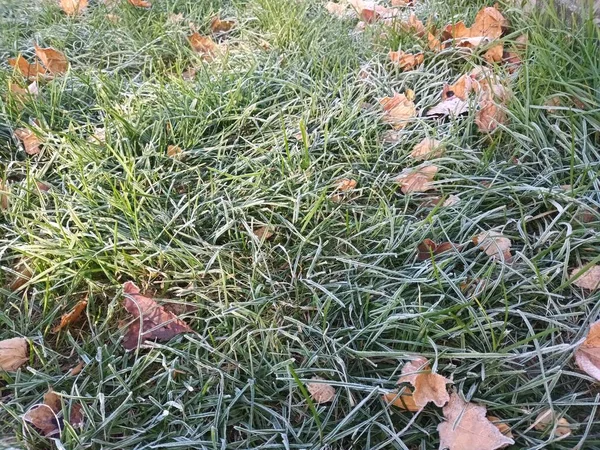 Frozen Fallen Leaves Grass View — Stock Photo, Image