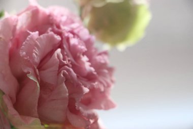 Pembe çiçekler yakın plan görüntüsü