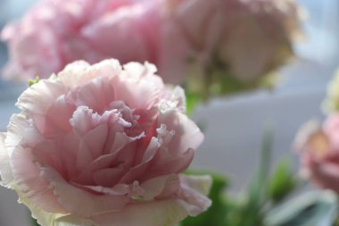 Pembe çiçekler yakın plan görüntüsü