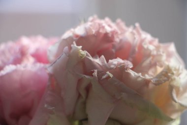 Pembe çiçekler yakın plan görüntüsü