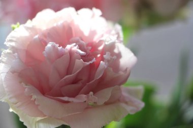 Pembe çiçekler yakın plan görüntüsü