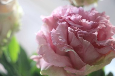 Pembe çiçekler yakın plan görüntüsü