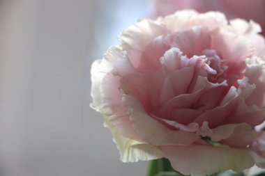 Pembe çiçekler yakın plan görüntüsü