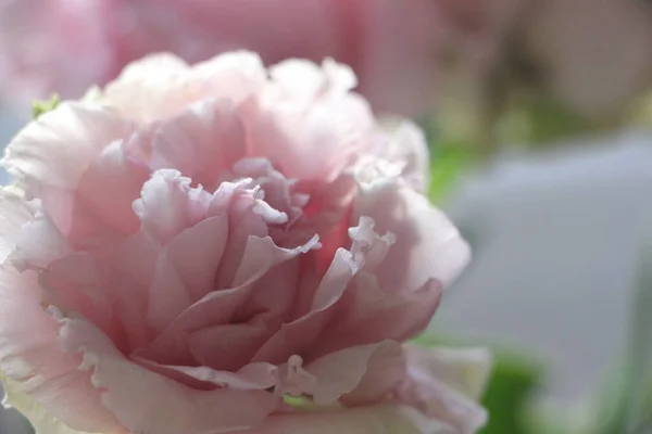 Pink Flowers Close View — Stock Photo, Image