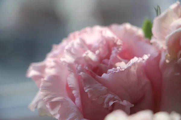 Rosa Blumen Nahaufnahme — Stockfoto
