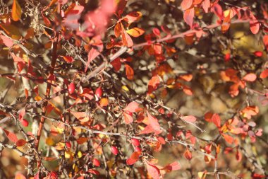 Sonbahar yaprakları, sonbahar bitkileri