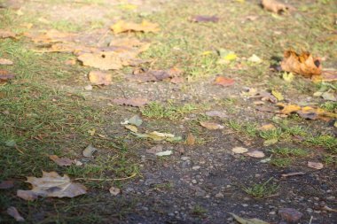 Parkta sonbahar yaprakları