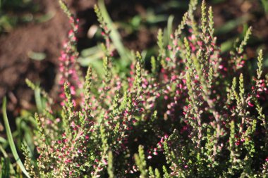 Güzel botanik fotoğrafı, doğal duvar kağıdı.