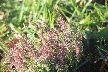 Bahçedeki güzel çiçekler