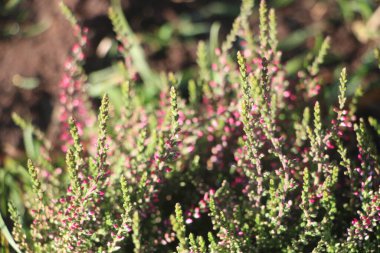 Güzel botanik fotoğrafı, doğal duvar kağıdı.