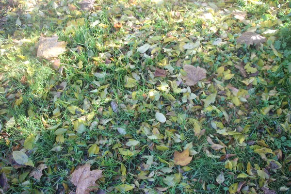 Φθινοπωρινά Φύλλα Φθινοπωρινή Χλωρίδα — Φωτογραφία Αρχείου
