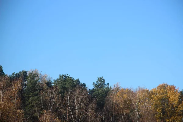 Красивый Осенний Пейзаж Деревьями Голубым Небом — стоковое фото