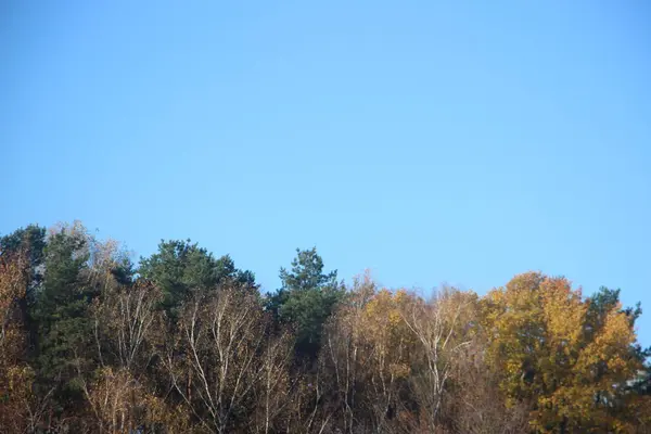 Bela Paisagem Outono Com Árvores Céu Azul — Fotografia de Stock