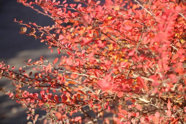 Beautiful Botanical Shot Natural Wallpaper — Stock Photo, Image