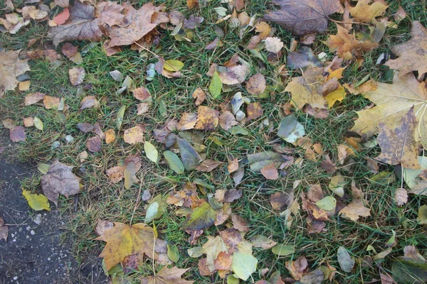 地上的秋天树叶 — 图库照片