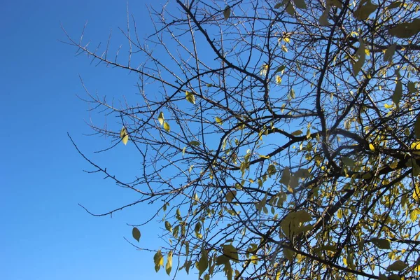 Tree Branches Forest — Stock Photo, Image