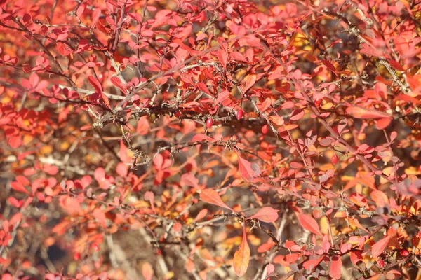 Herfst Bladeren Herfst Seizoen Flora — Stockfoto