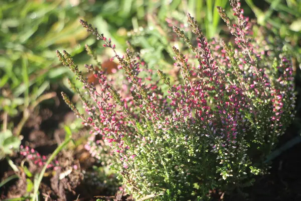 Bahçedeki güzel çiçekler