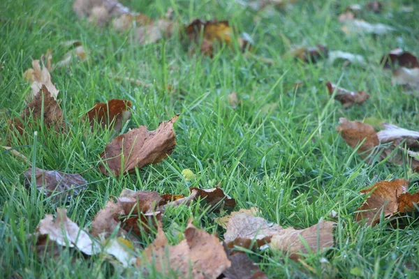 Herfstbladeren Het Bos — Stockfoto