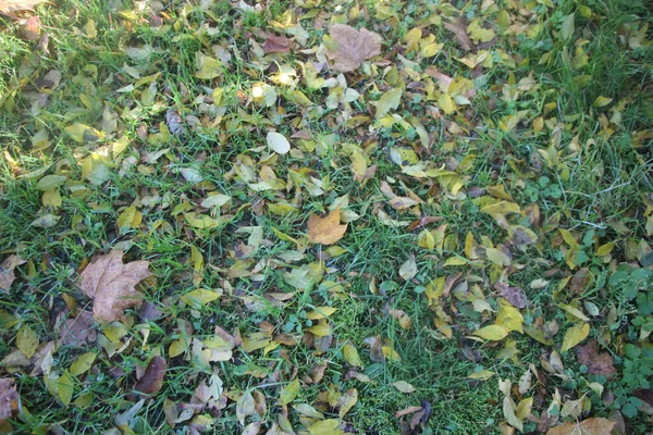 Jesienne Liście Jesienna Flora — Zdjęcie stockowe
