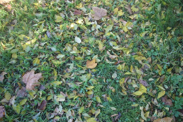 Herfst Bladeren Herfst Seizoen Flora — Stockfoto