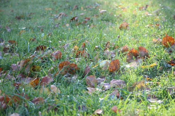 Herfst Bos Paddenstoelen Het Gras — Stockfoto