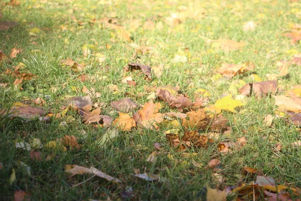 Höst Löv Höst Säsong Flora — Stockfoto