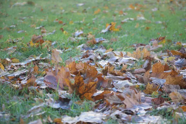 Herfstbladeren Het Park — Stockfoto