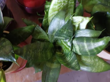 Evdeki yerel bir fabrikaya yakın çekim