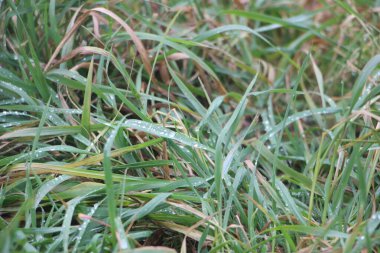 Bahçedeki yeşil çimenler