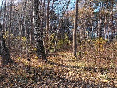 güzel sonbahar botanik çekimi, doğal duvar kağıdı 