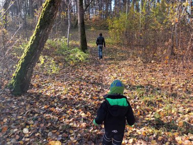 güzel sonbahar botanik çekimi, doğal duvar kağıdı 