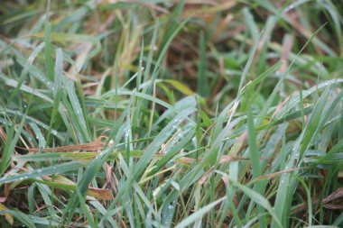 Ormanda yeşil çimenler