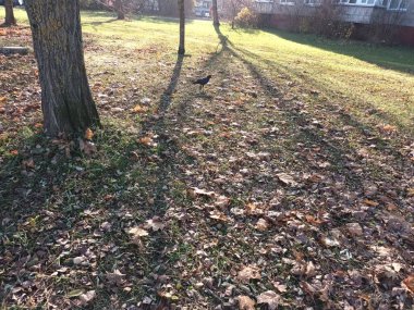 güzel sonbahar botanik çekimi, doğal duvar kağıdı 