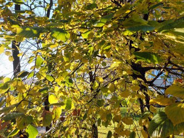 güzel sonbahar botanik çekimi, doğal duvar kağıdı 