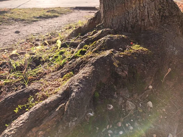 Piękne Jesienne Zdjęcie Botaniczne Naturalna Tapeta — Zdjęcie stockowe