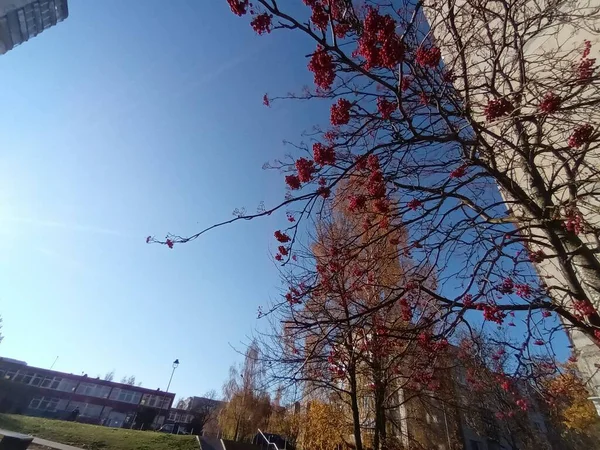 Bellissimo Colpo Botanico Autunnale Carta Parati Naturale — Foto Stock